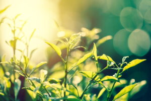 メンバーズ、サステナブル・マーケティング研究会と共同で「グリーン マーケティング ガイドライン」を公開。グリーン製品・サービスの環境価値を、市場創造に変える「攻め」の指針を明示