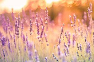 【IDEAS FOR GOOD】読むメディアから、体験するメディアへ。サステナブルツーリズムのプラットフォーム「Experience for Good」を開始します