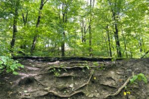 【Circular Economy Hub】3/30 オンラインイベント「Refuturing: Material 素材と対話する。『価値』を再定義する、応答としてのサーキュラーデザイン」を開催します