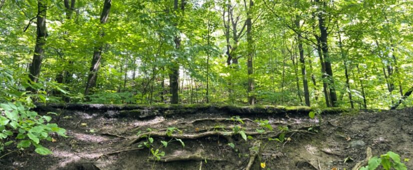 【Circular Economy Hub】3/30 オンラインイベント「Refuturing: Material 素材と対話する。『価値』を再定義する、応答としてのサーキュラーデザイン」を開催します