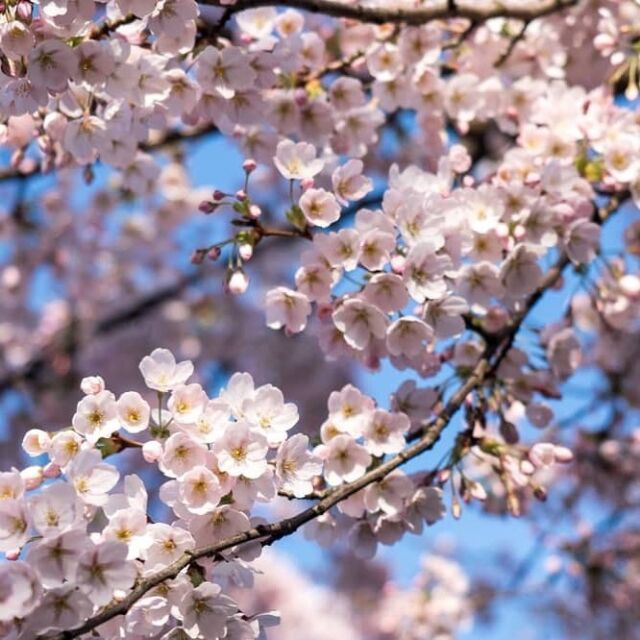 .
「編集部が月500本以上の配信記事から厳選！ぜひ読んでほしい今月の注目記事（2022年3月）」を公開しました！
.
当社が運営する9つのメディアから、各メディアの編集部が「ぜひ読んでもらいたい」と太鼓判を押す記事を集めて毎月紹介しています。
.
記事の中で紹介している一部はこちら
○「戦争の真実を広めて」ウクライナの会社が350点を超える写真素材を無料公開
○ 4月からプラスチック新法スタート、主な企業の取り組みと考え方は？
○ 自然関連財務情報開示作業部会(TNFD)がフレームワーク案を公表。企業に自然や生態系関連のリスク評価・情報開示を促す
.
ぜひ https://www.instagram.com/harch_inc/ のプロフィールのサイトからご覧ください
#ハーチ株式会社 #今月の注目記事 #ウクライナ #戦争の真実  #プラスチック新法  #TNFD #コミュニケーション #自然や生態系関連のリスク評価